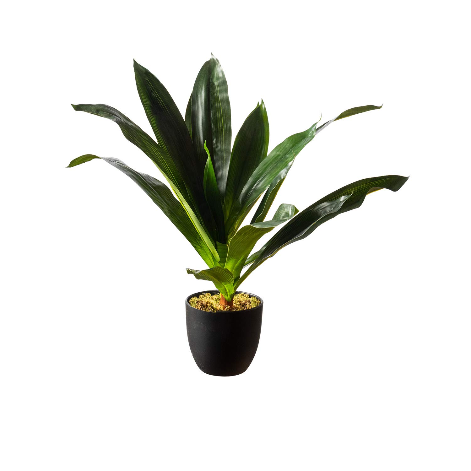Royal Imports Artificial Dracaena Plant, Tropical Life-Like Corn Stalk Tree, Dark Green in Decorative Planter - 19" tall