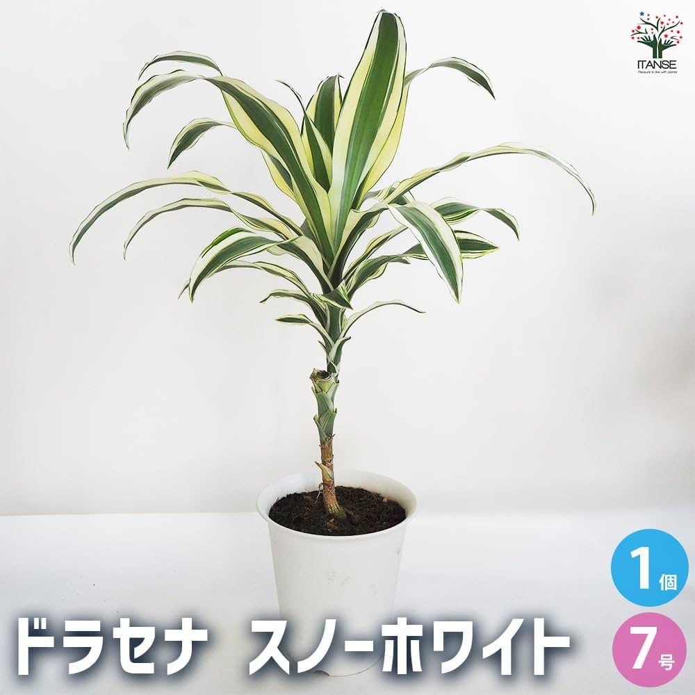Amazon｜ITANSE ドラセナ スノーホワイト 7号 1個売り【品種で