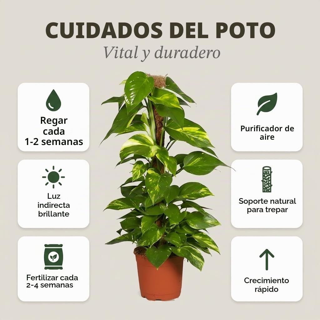 Efeutute en varilla de musgo | Epipremnum Aureum | aprox. 50-60 cm | Maceta de ø 12-15 cm | Plantas de interior de fácil cuidado para el hogar y la oficina | Calidad del experto en plantas | Ideal