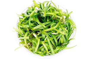 Dwarf Sagittaria Subulata, The Perfect Aquarium Plant for Beginners