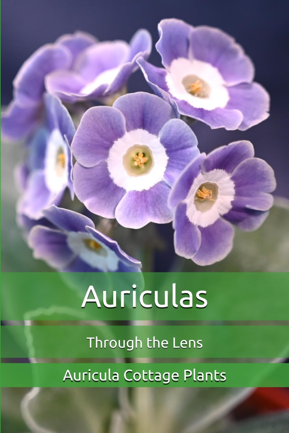 Auriculas: Through the Lens