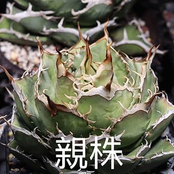 Amazon.co.jp: 多肉植物 アガベ チタノタ 金剛狼 特選 極上小株 台湾