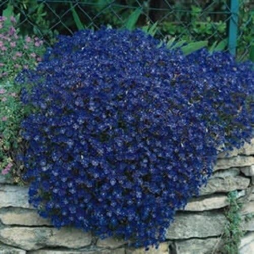 Amazon 50以上のaubrieta Rock Cress青い花の種 多年草 花