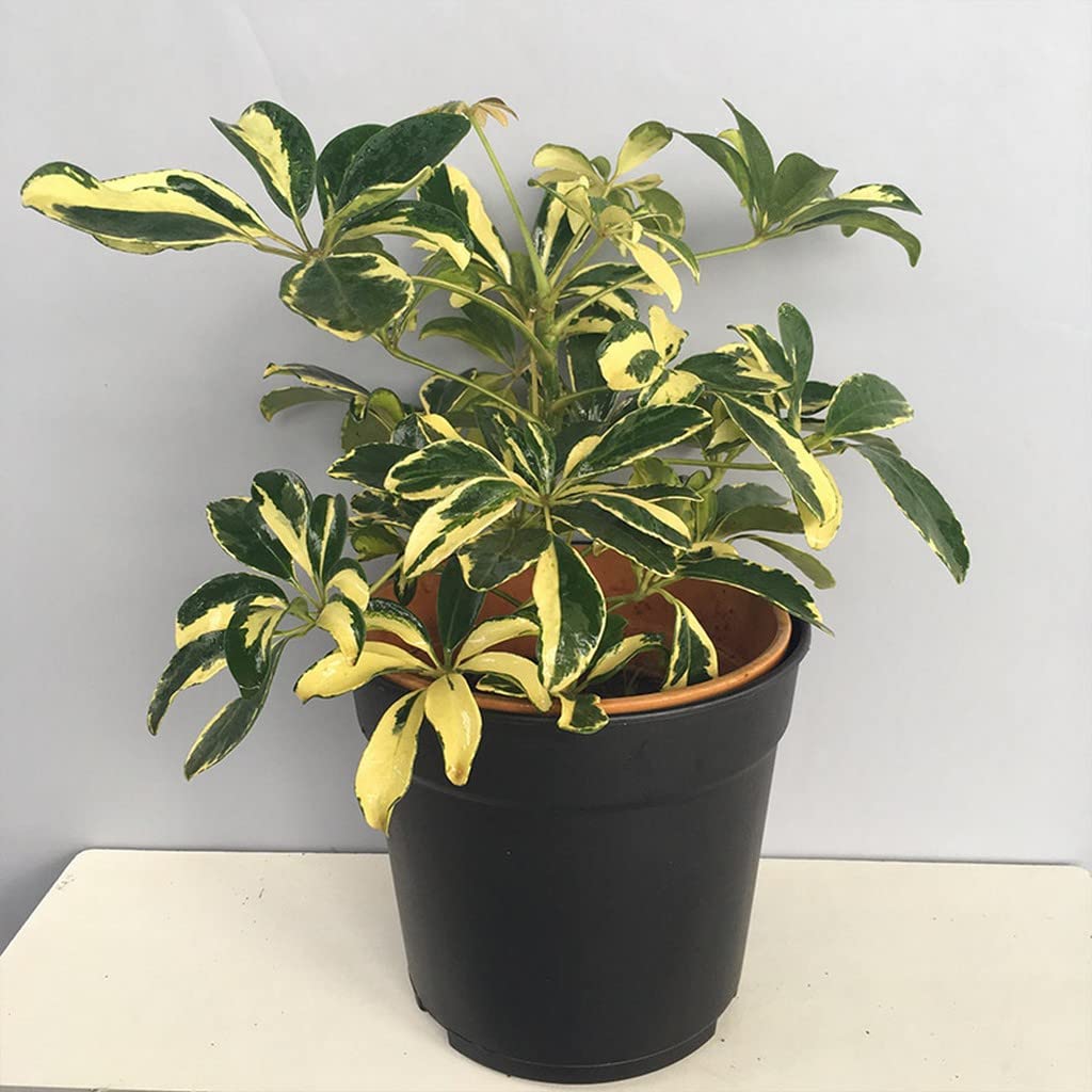 OhhSome Variegated Schefflera (Schefflera Arboricola) Indoor Plants For Entryway Healthy Live (Healthy Live Plant)