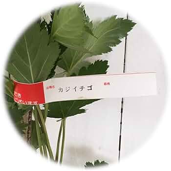 Amazon | 木イチゴ 苗木 構苺 12cmポット苗 かじいちご 木いちご