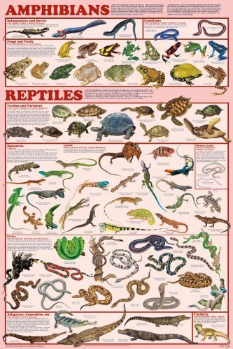 24x36 - Amphibians and Reptiles Educational