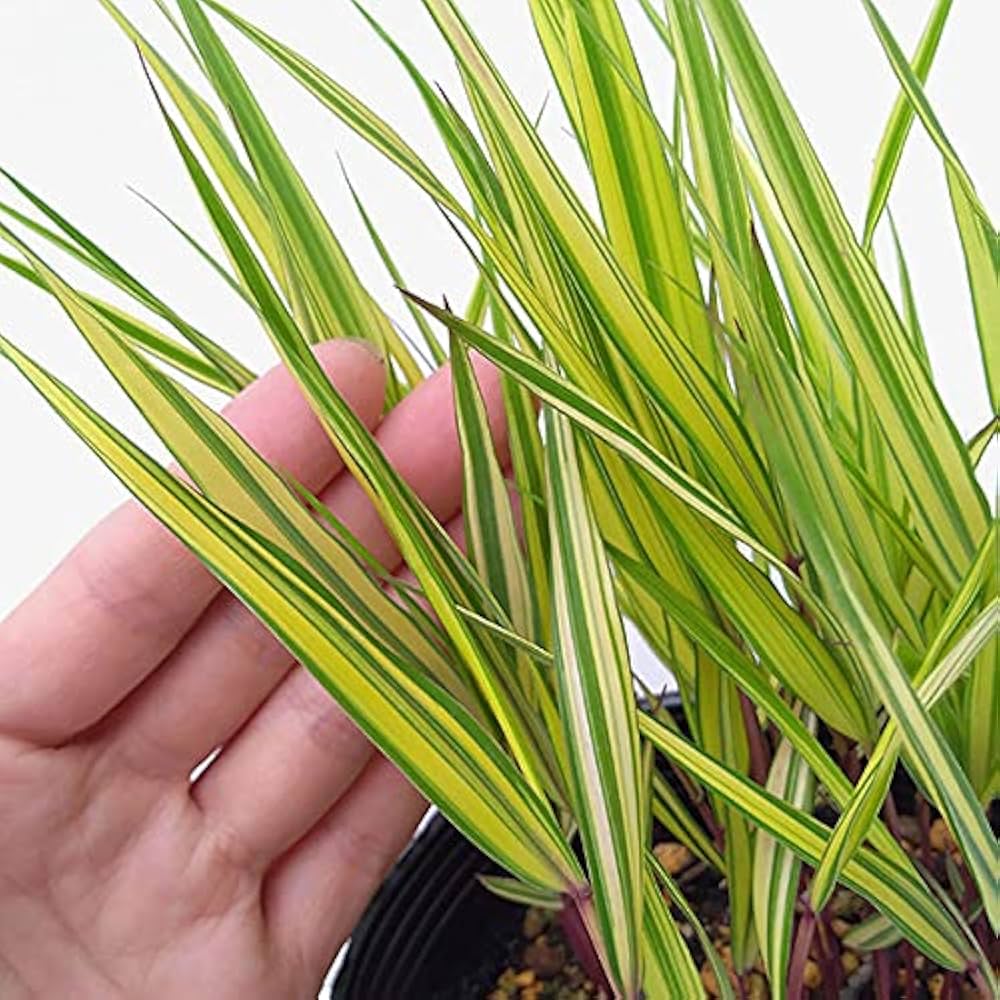 Amazon.co.jp: フウチソウ：斑入り風知草4-4.5号ポット[風に