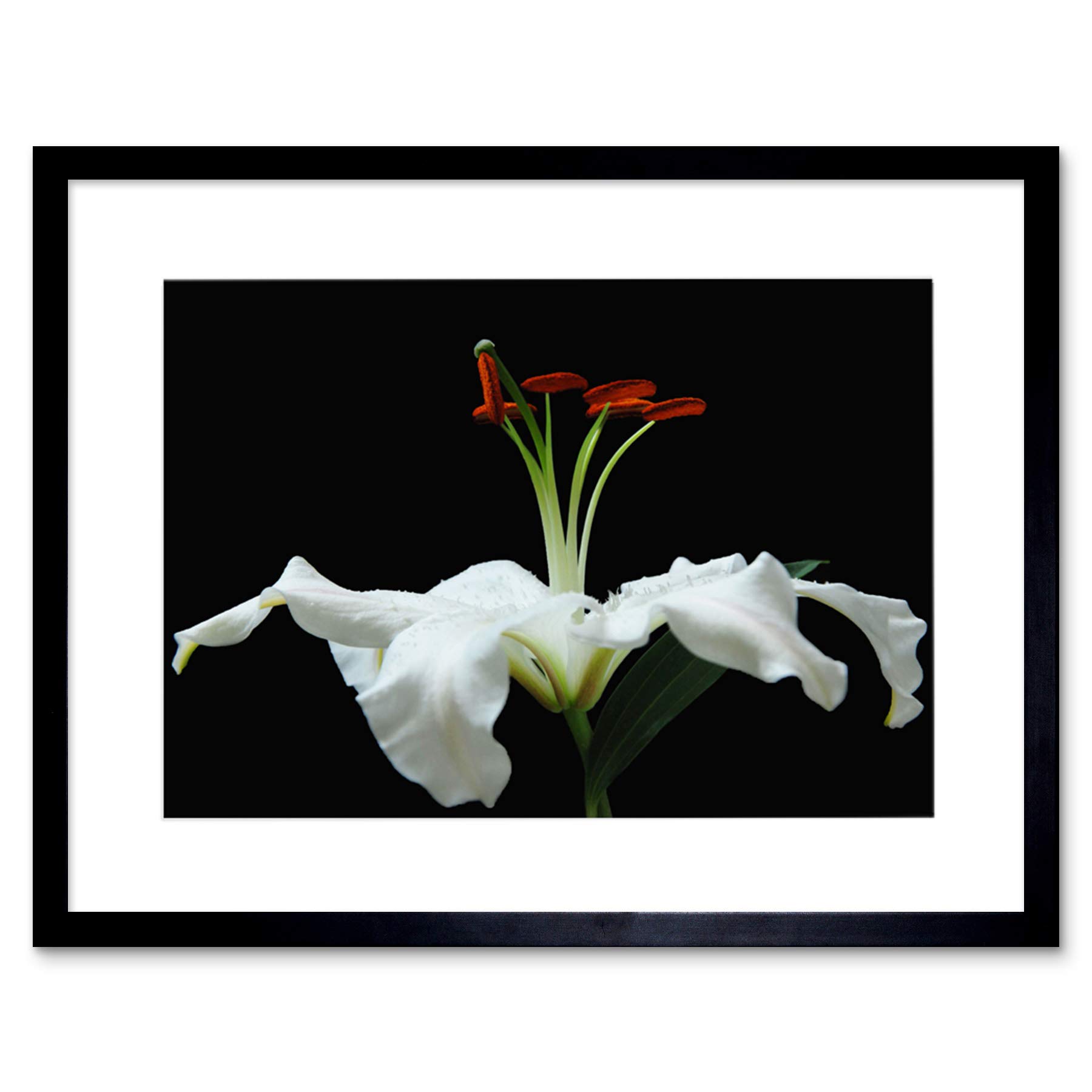 Wee Blue Coo WHITE FLOWER PETALS BLOOM BLACK FRAME FRAMED ART PRINT PICTURE B12X8750