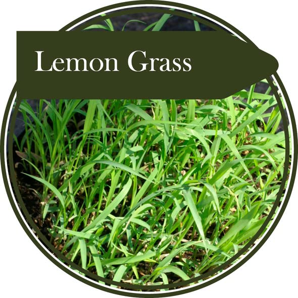 50 Seeds Herb Lemongrass producing a Tender Perennial herb. East Indian Strain, Growing 20-30 cm in Height. Very Popular for Cooking and Lemon Scented herb Tea: Only Seeds