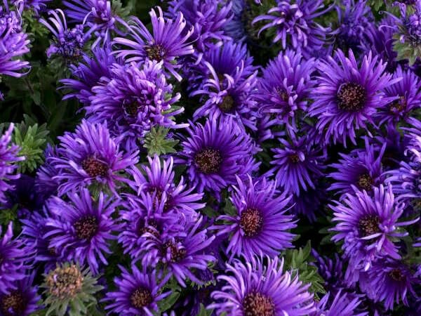 Greenwood Nursery Aster Grape Crush