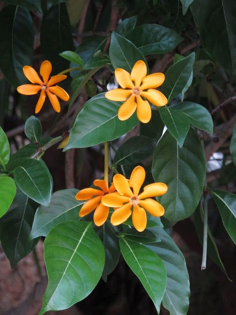 Golden Gardenia sootepensis Very Beautiful live Plant Yellow Jasmine Flower Plant Outdoor Gardening Bast Flowers (B0CL53MDVF) Amazon Price History, Amazon Price Tracker