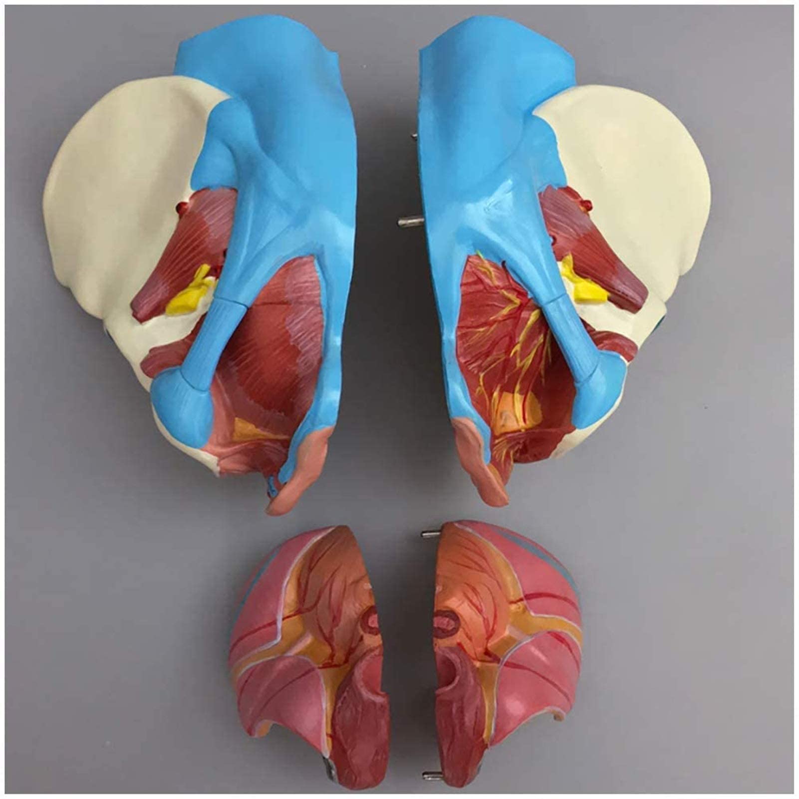 Model Anatomiczny, Kobiecy Model Miednicy, Model Miednicy Z Naczyniami Rozrodczymi I Macicą, Model Anatomiczny Mięśni Miednicy Z Dnem Miednicy