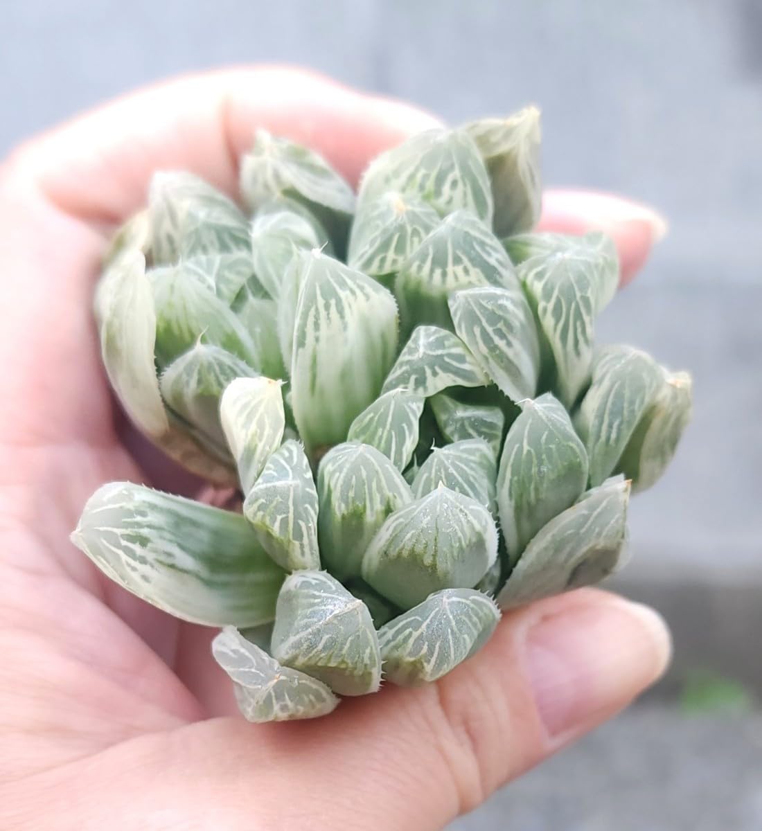 Amazon.co.jp: ハオルチア 白琥珀斑 ピリフェラ錦 多肉植物 苗(根っこ