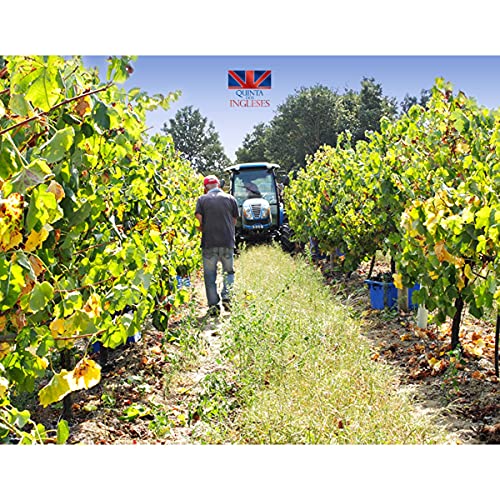 Vinho Verde Rosé Português Vinha dos Ingleses Kit C/4