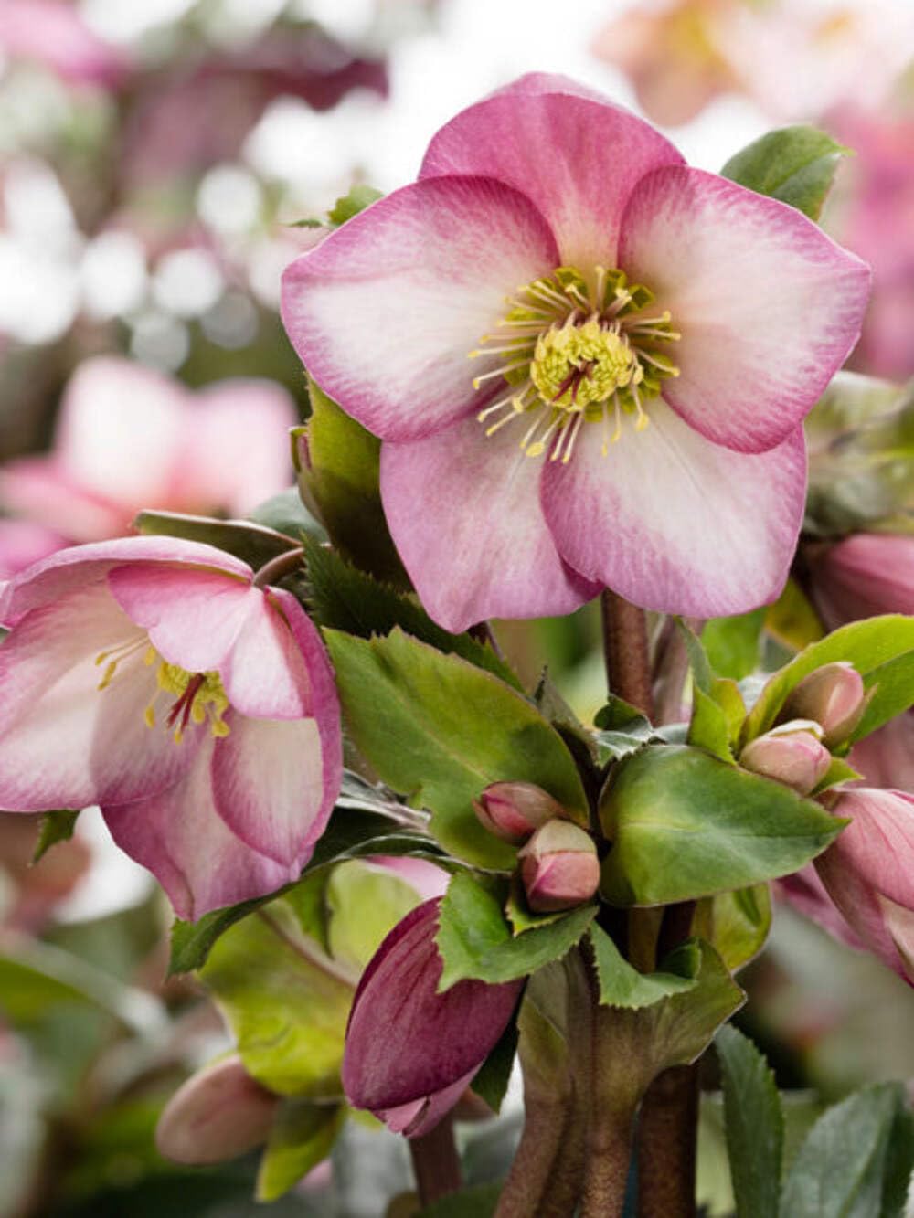 Helleborus HGC Ice N' Roses Rose