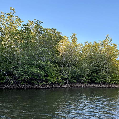 coffee for your head