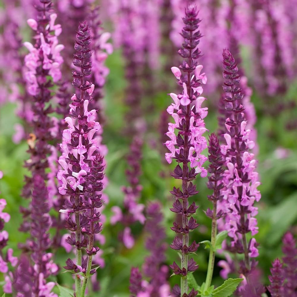 Plant Theory 9cm Pot Salvia Nemorosa Sensation Rose Balkan Clary Perennial