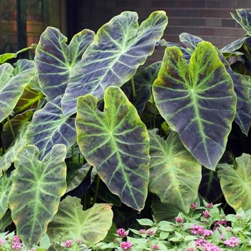 Dark Purple Elephant Ear Plants, Rare Colocasia Plant Live, Perennial Esculenta Taro Alocasia 4-8 Inch Tall, Indoor Outdoor Garden