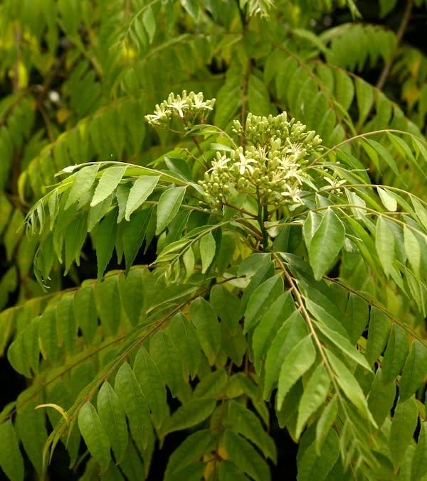 Curry leaves seeds for home gardening, High germination (10 seeds) (B0CMZVGCWC) Amazon Price History, Amazon Price Tracker