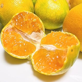 ［先行予約・2026年］ご家庭用 ゆら早生 有田みかん 1kg+100g［訳あり］［MS136］