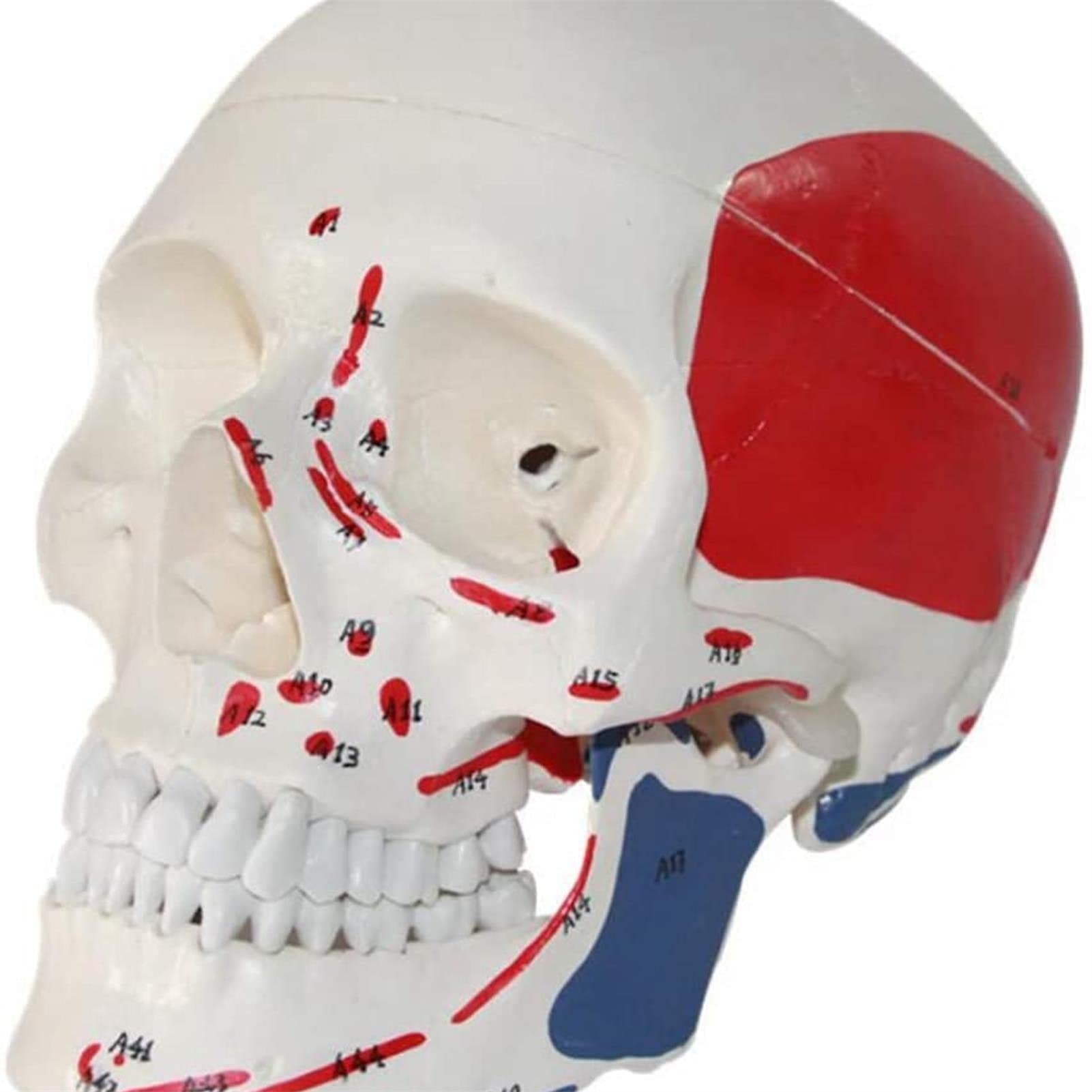 Modelo De Cráneo Desmontable con Numeración Manual Detallada, Modelo De Anatomía Corporal, Modelo De Anatomía Médica A Tamaño Real, Modelo De Cráneo Humano