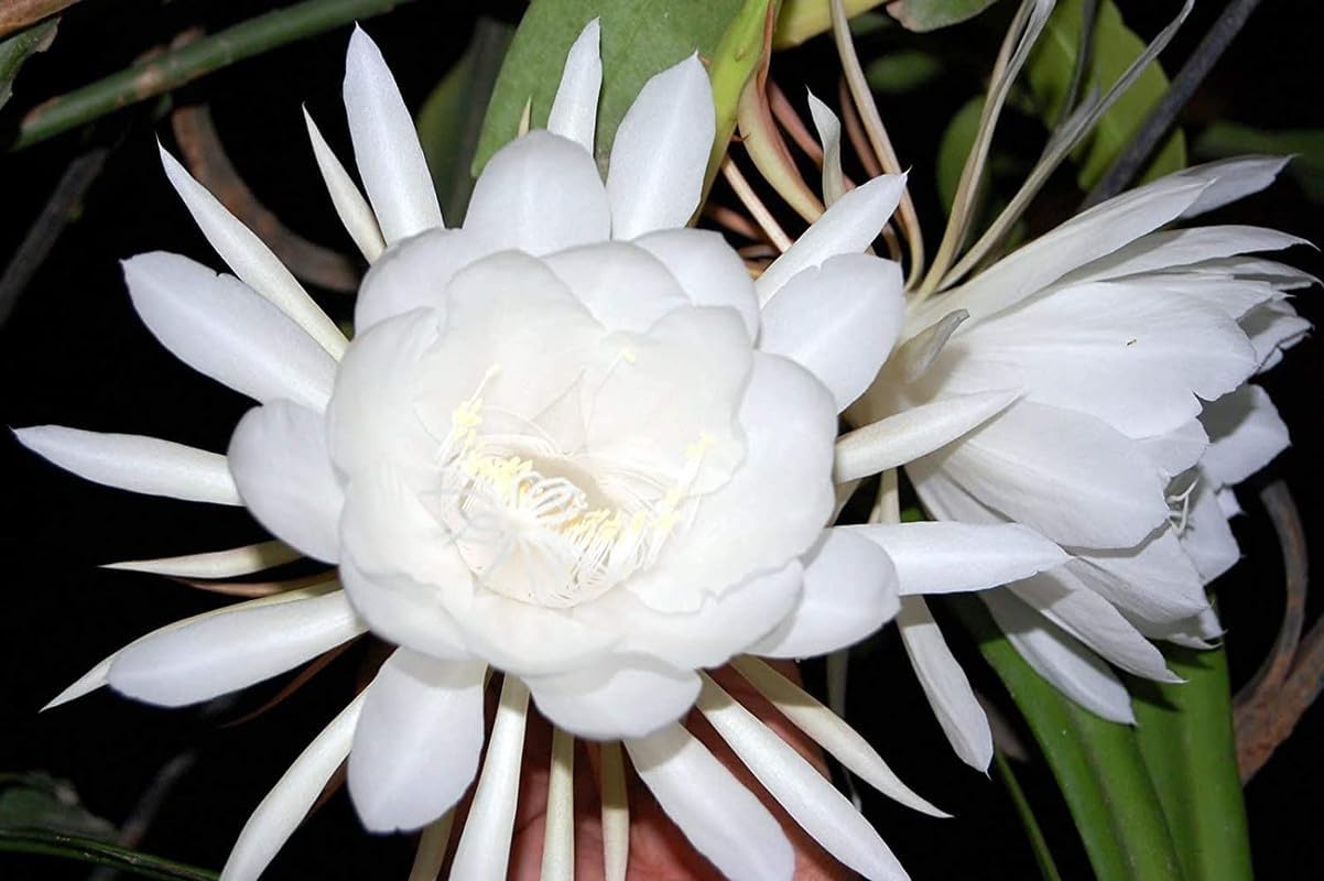 Brahma kamal plant original for Home Garden Pack of 1