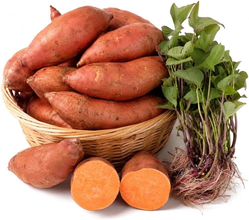 10 Beauregard Sweet Potato Slips Live Cuttings | Fast-growing and High-yielding