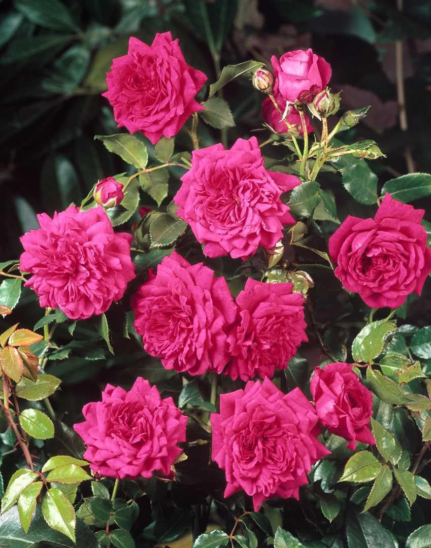 Kletterrose Rosa Laguna winterhart mehrjährig pflegeleicht für Pergola | Duftende Blüten, ideal für Pergola und Rankhilfe, robust, blühfreudig, für sonnige Standorte, gartentauglich