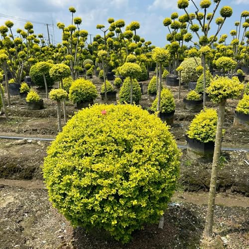 Semillas de seto de aligustre, arbustos de hoja perenne Ligustro lucidum - jardín de arbustos exóticas de otoño variedades antiguas comprar 300pcs