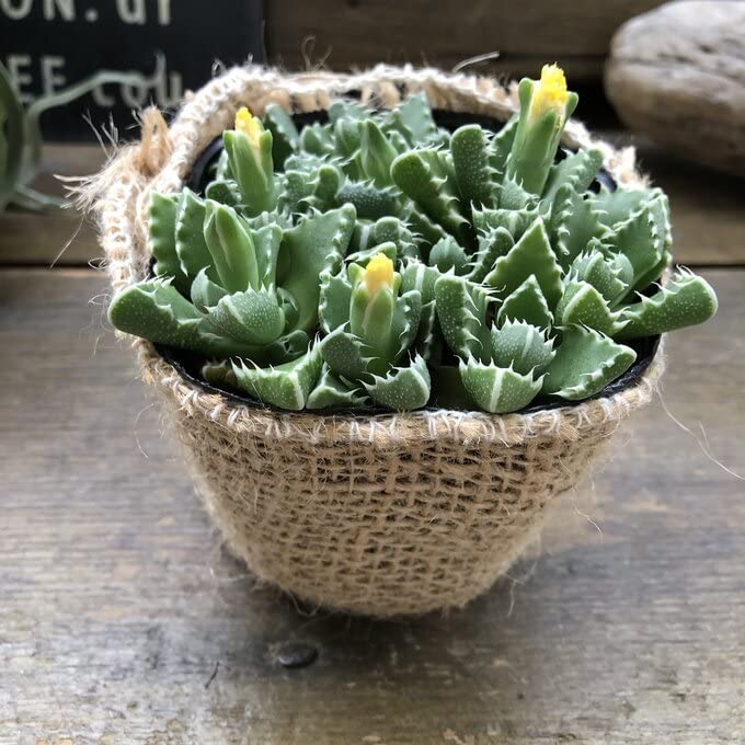 Amazon | 四海波 エイリアンの多肉植物 希少 フォーカリア