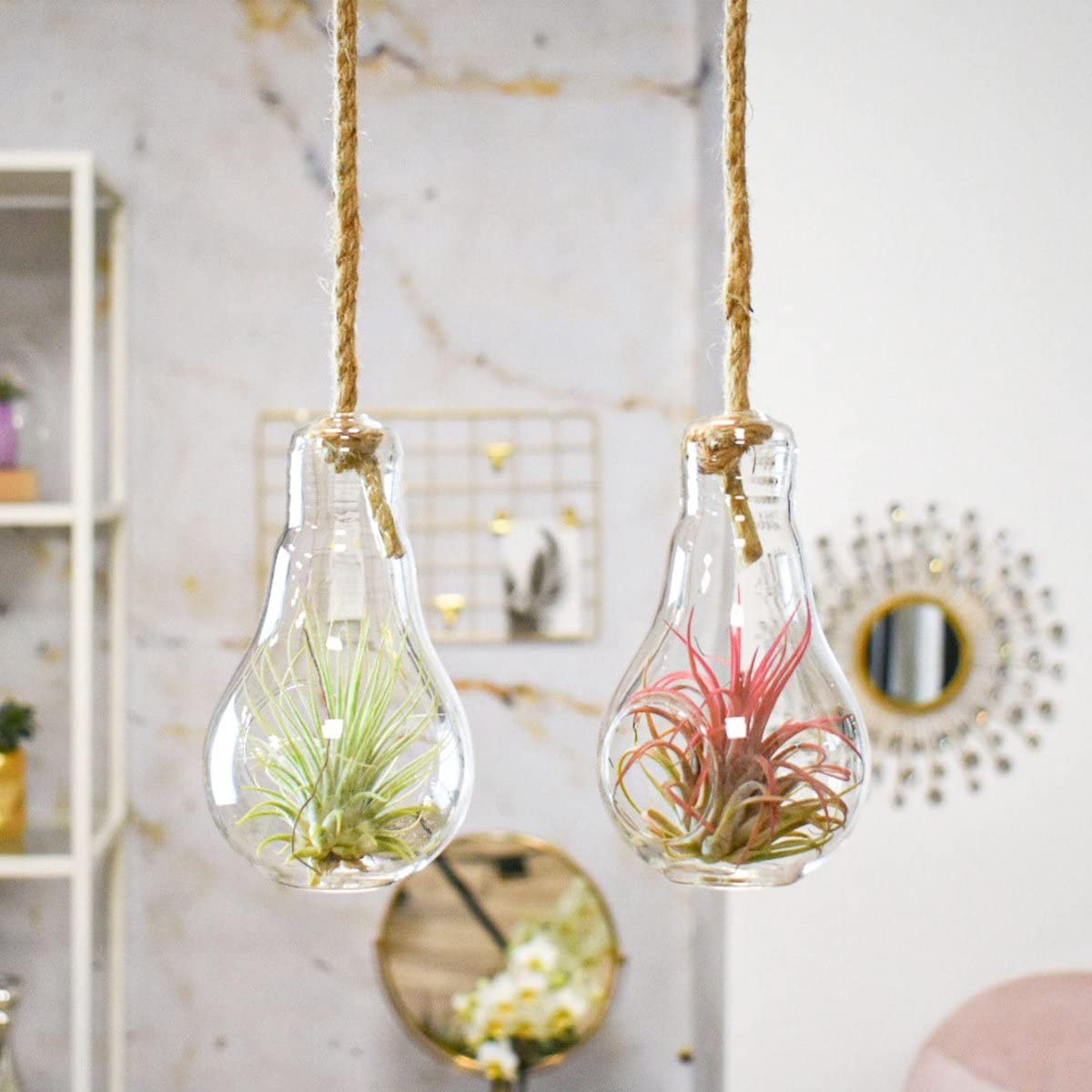 DECOALIVE Tillandsias PREMIUM Pack de 5 Plantas del Aire Naturales