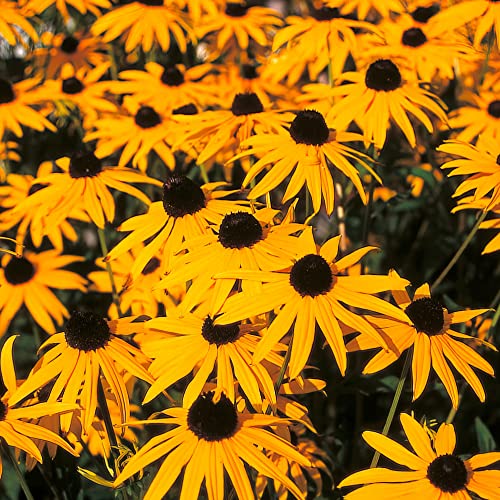 Rudbeckia Plug Plants. 'Goldsturm'. Yellow Perennial Flowers. RHS Award of Garden Merit, AGM Winner. Medium Plug Plant x 4. Available from Bedwen Plants.