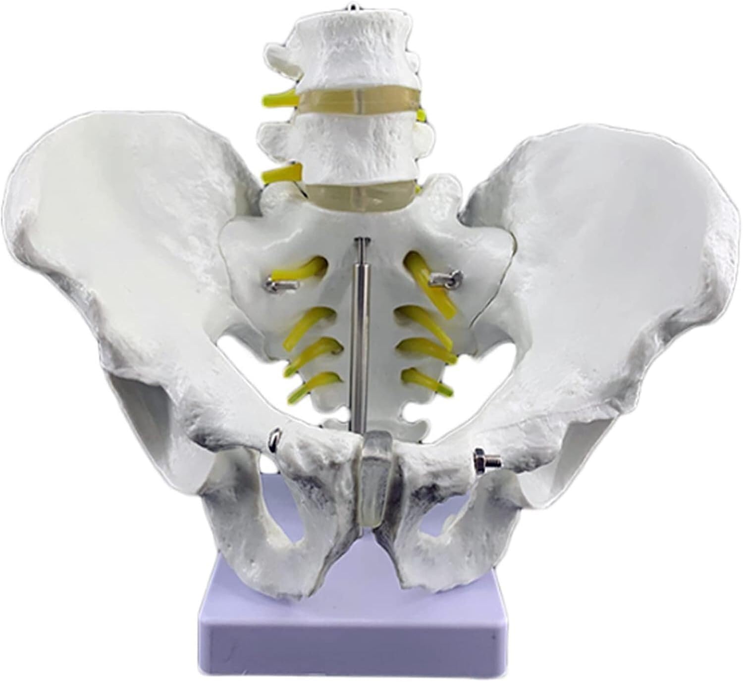 Squelette pelvien masculin pour comprendre la structure lombaire et l'anatomie du bassin