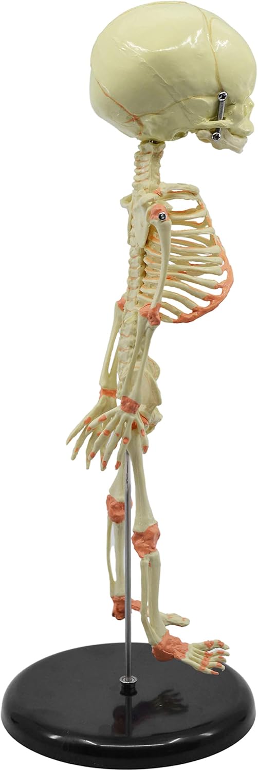 EISCO Infant Fetus Skeleton Model, Mini Size - Single Skull - Rod Mounted - Incredible Detail for Anatomical Study