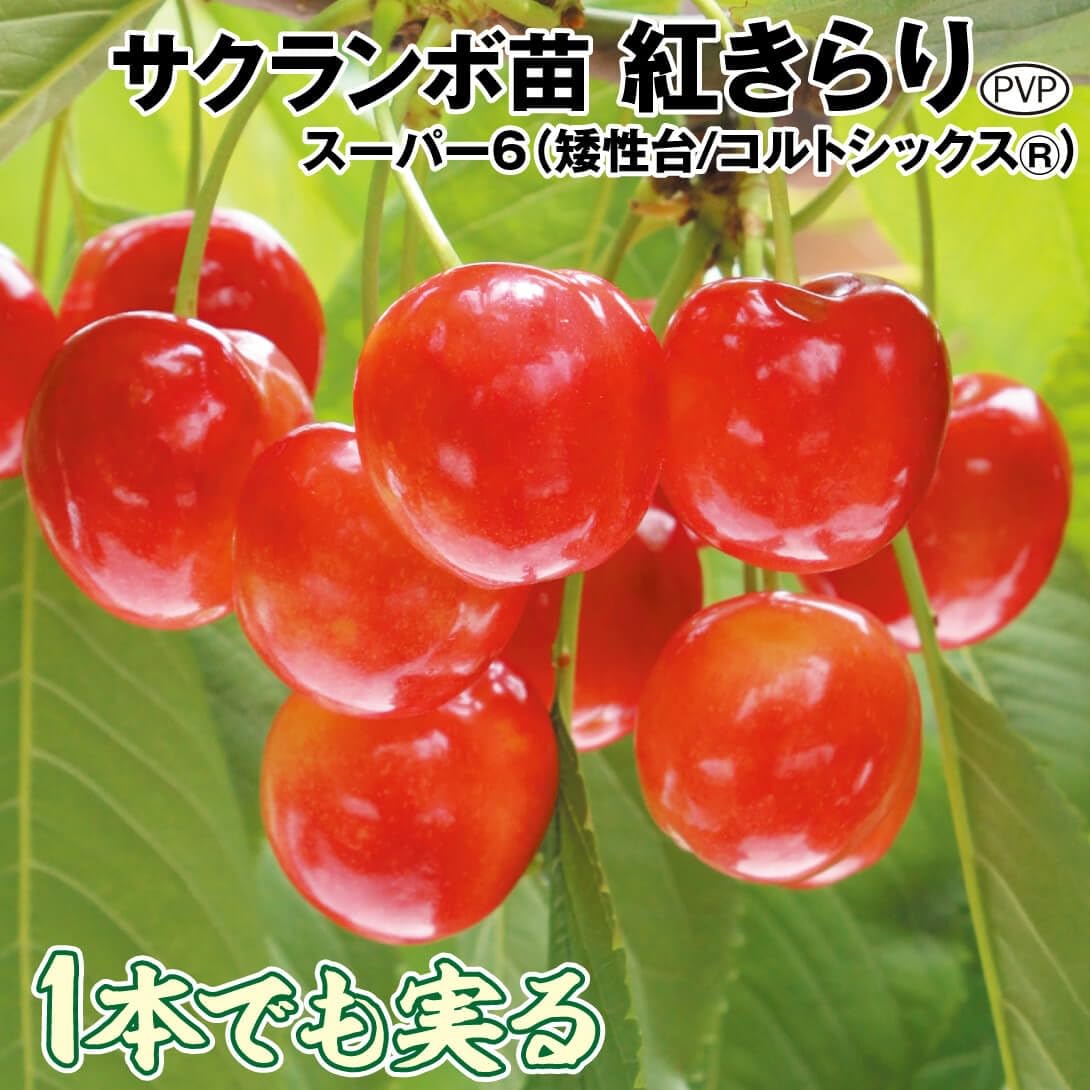 Amazon.co.jp: 果樹苗 サクランボ 紅きらりPVP スーパー6（矮性台