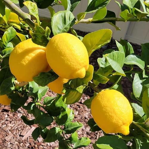 Meyer Lemon Tree, Lemon Tree Live Plant, Lemon Outdoor Fruit