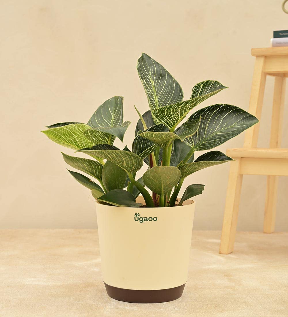 UGAOO Philodendron Birkin Natural Live Indoor Plant with Pot - Large (B0B74Q44R2) Amazon Price History, Amazon Price Tracker