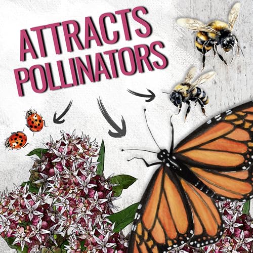 Image of Seed Needs Showy Milkweed Seeds to Attract Monarch Butterflies 1 Pack