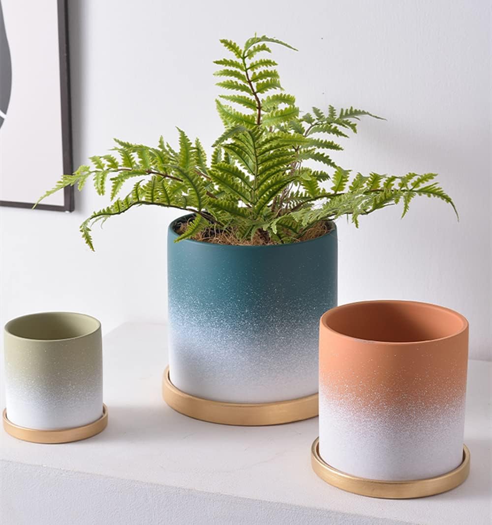 陶器 鉢 アガベ パキプス 植物 多肉 塊根 盆栽 手作り 和 日本 沖縄