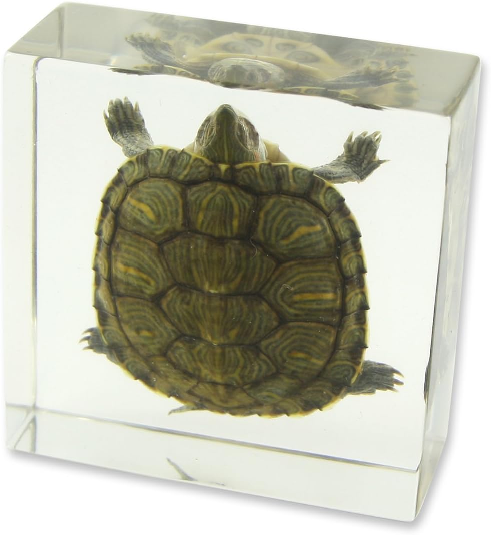 REALBUG Turtle Specimen