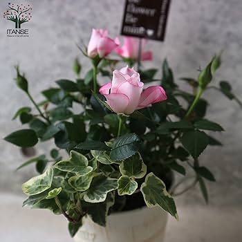 Amazon.co.jp: ミニ薔薇 4号ブリキ鉢投込 花色見計らいセット 1個売り