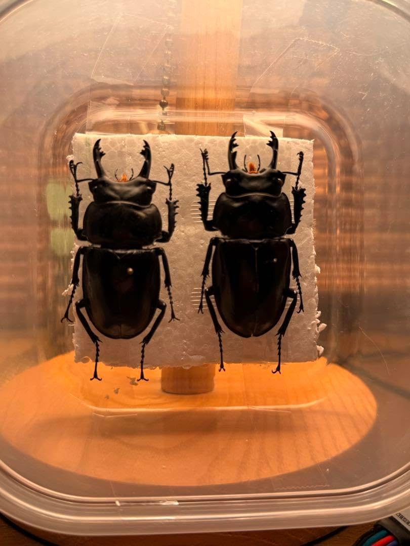 ヤエヤママルバネクワガタ57㎜、60.8㎜石垣島規制前採集品累代品