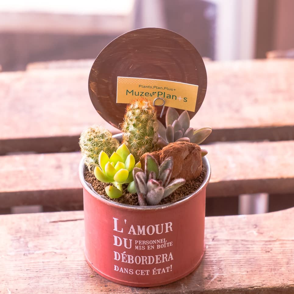 Amazon｜多肉植物 寄せ植え 苗 おまかせ MIX セット 誕生日祝い