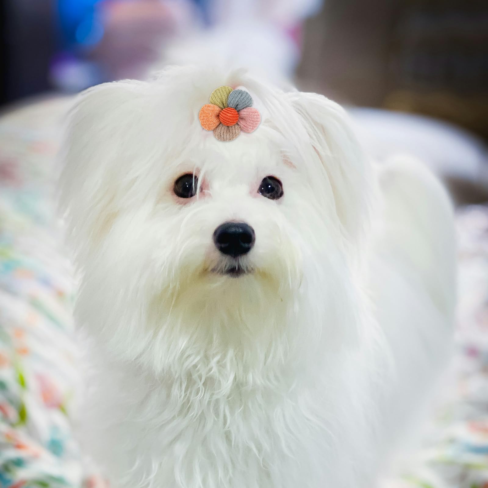 Maltese Haircuts Maltese Dog Hair Bows Pink Dog Bows Buy 20 Pcs