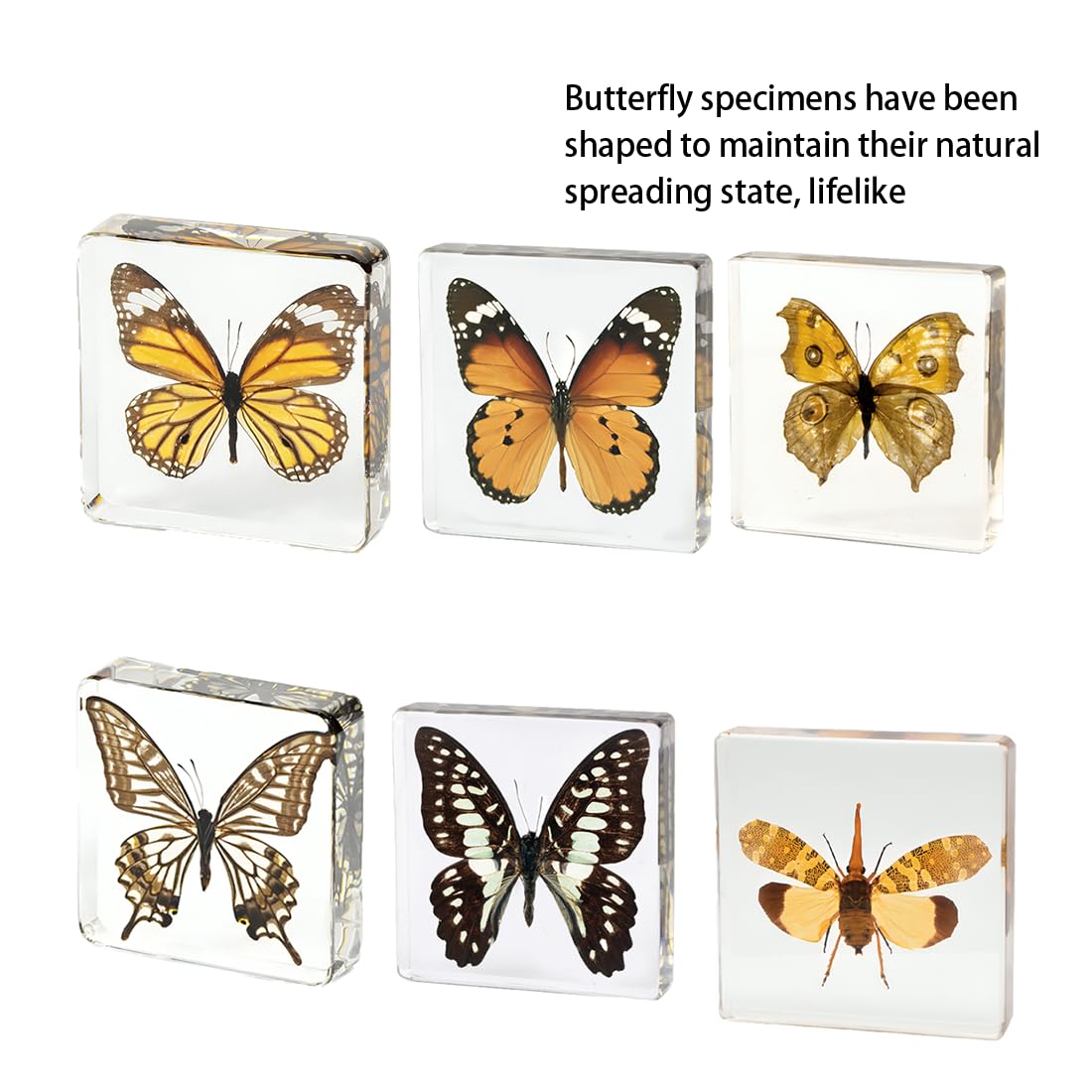 6 Pcs Verdadero espécimen de Resina de Mariposa, Insecto en la colección de Resina, taxidermia Mariposa para Preescolar, la Ciencia en el Aula y el hogar Muestra