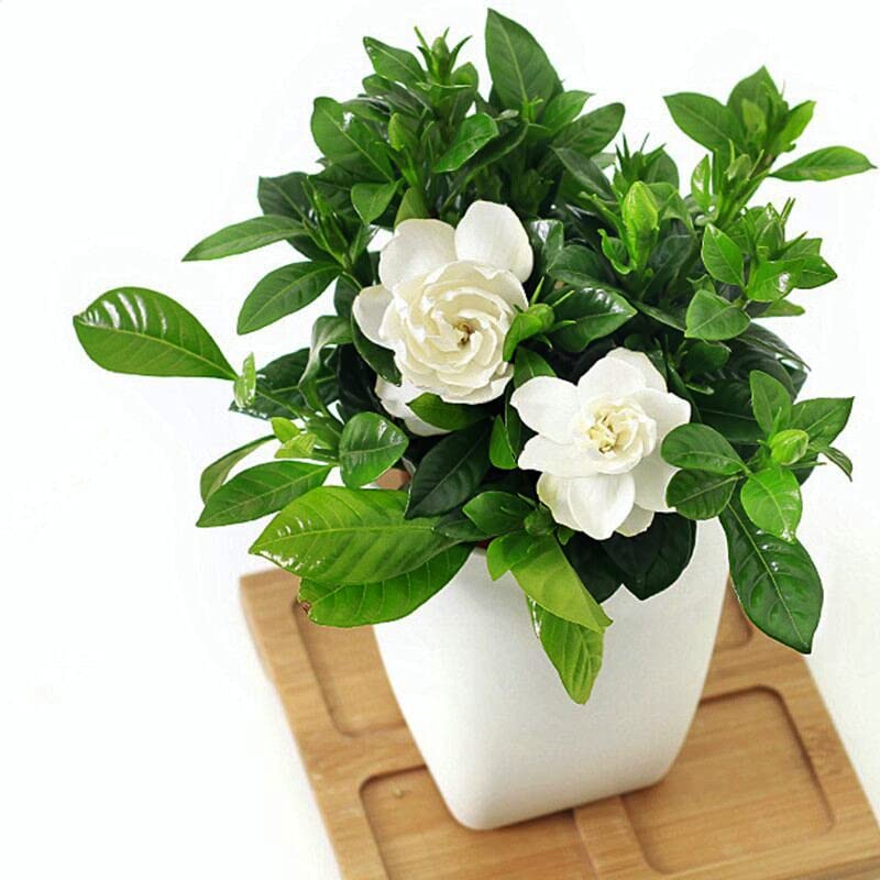 Arabian jasmine flower plant (1 live plant) (B0C1ZLG6LL) Amazon Price History, Amazon Price Tracker