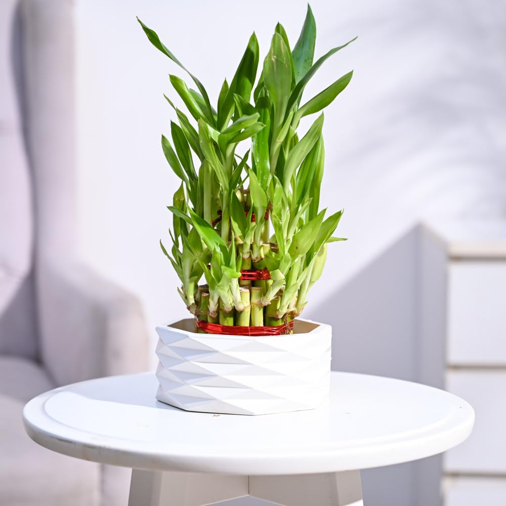 Ugaoo Lucky Bamboo 3 Layer Plant with Criss premium Ceramic planter | Feng Shui Plant