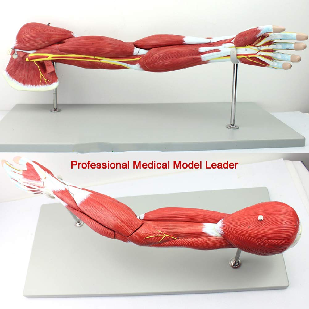 Buy VIEUR Upper limb muscle vascular nerve model Anatomy model of arm
