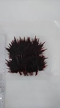 Amazon | 紅葉 (赤, 100枚) 塩漬け 小林多男商店 | 小林多男商店