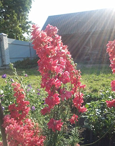 Seeds Subalpine Larkspur Delphinium Red Flower Giant Annual Outdoor Garden Cut For Planting Non Gmo #TOP6